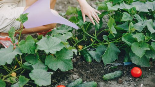 огурец на грядке