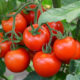 помидоры (1)