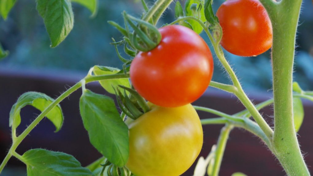 Урожай будет отменным: чем подкармливают томаты в июне опытные дачники -ГородЧе