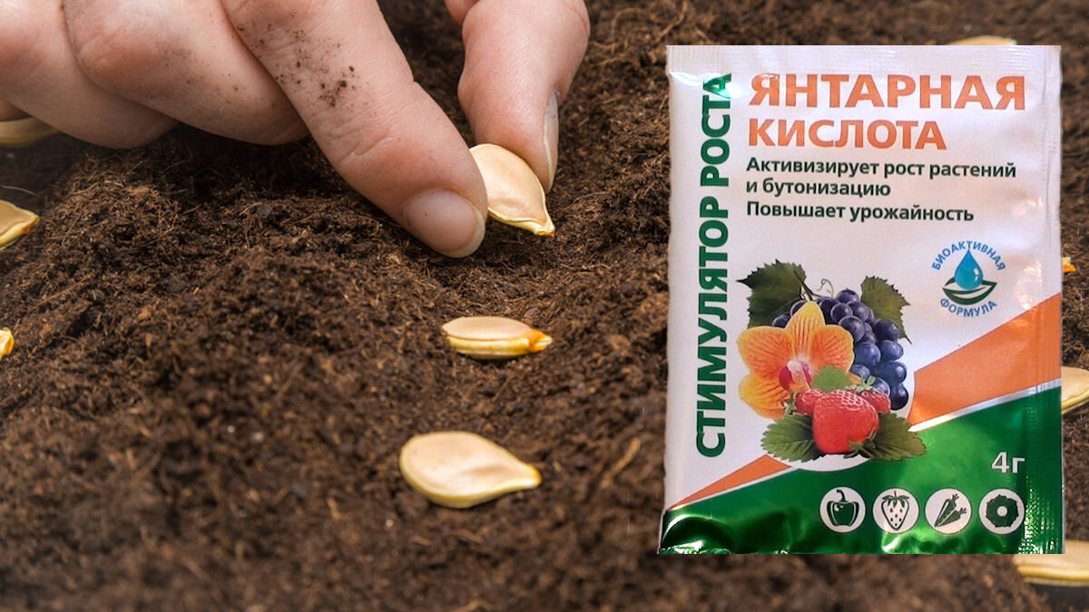 «янтарная