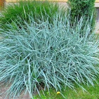 Elymus arenarius