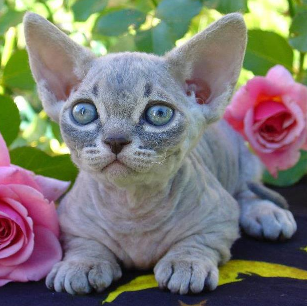 «Кошка
