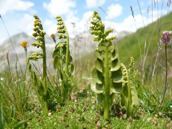 Botrychium_lunaria
