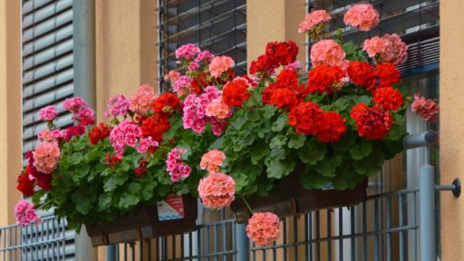 цветы герань на окне