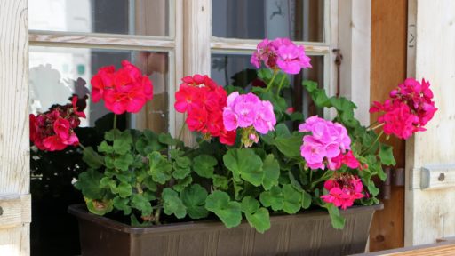 герань на окне растение