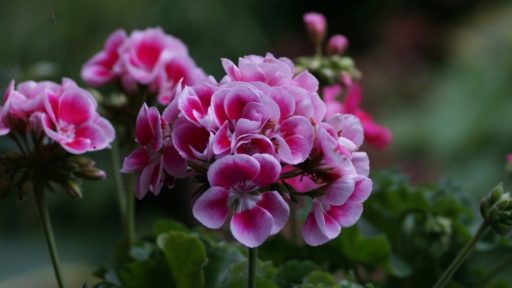 герань растение цветы фунарт