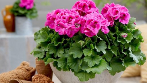 герань растение фунарт