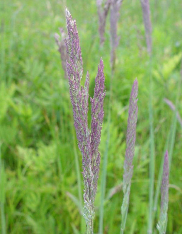 Holcus-mollis
