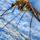 комар2 (1)