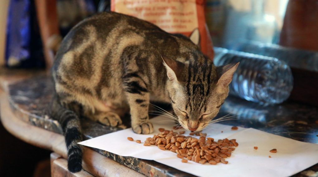 «кошка
