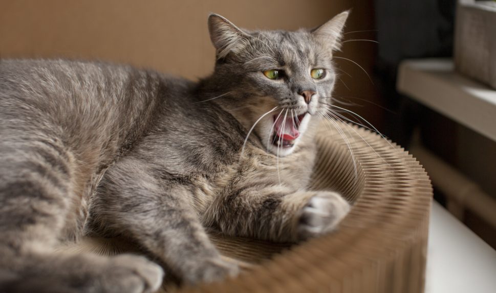 «кошка