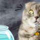 кошка с рыбьей костью флипик