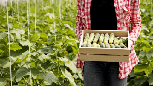 огурец ящик огород