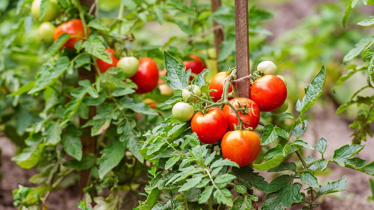 помидоры в теплице (1)