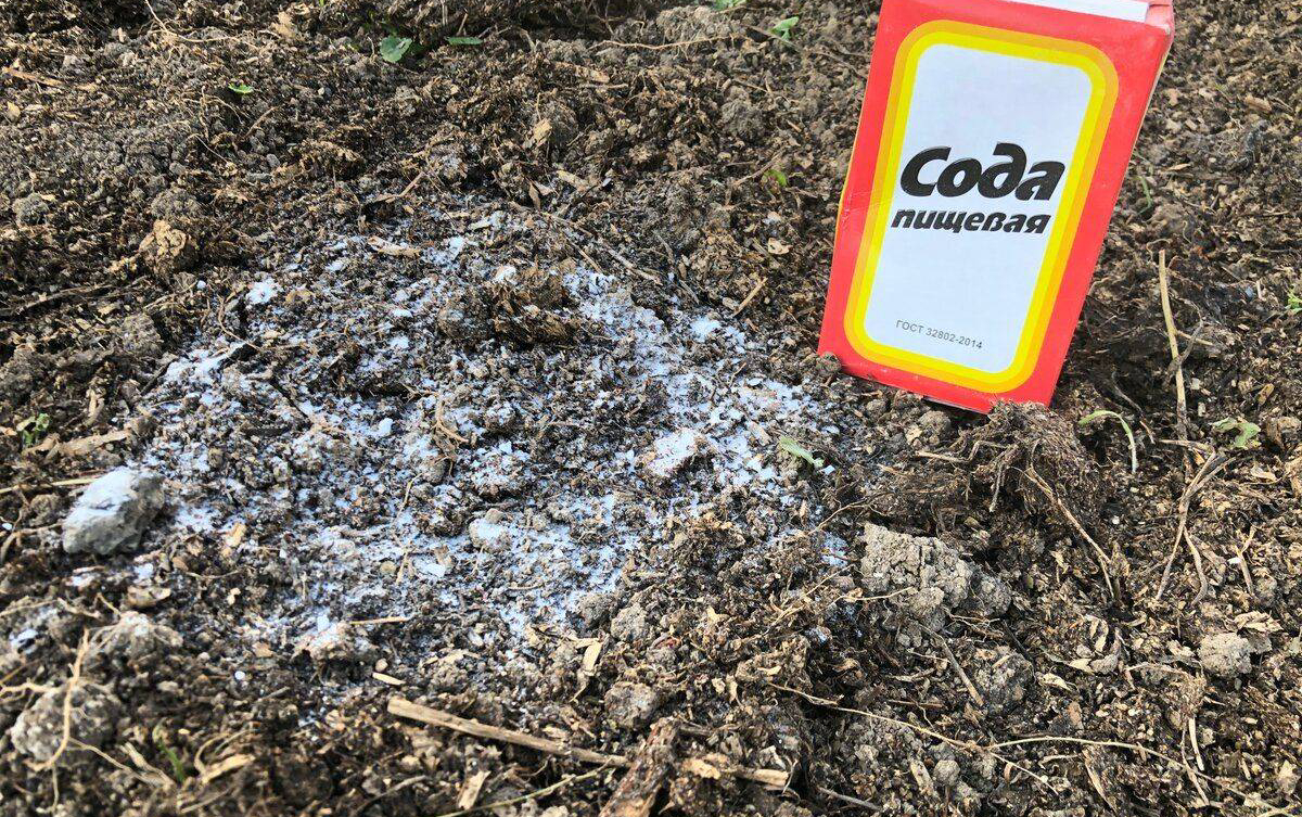 «сода