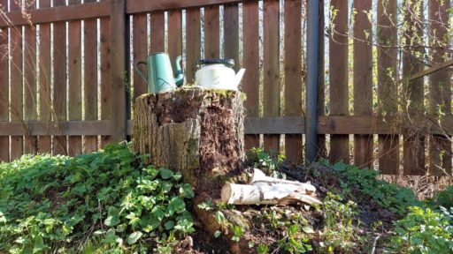 трухлявый пень