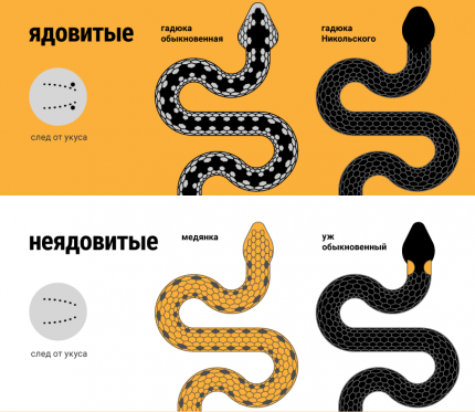 «змеи»
