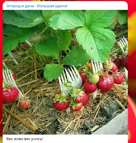 «Клубника