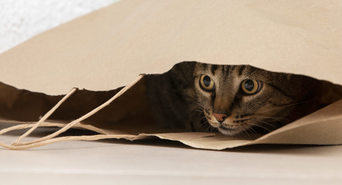 adorable-kitty-looking-like-it-want-hunt adorable-kitty-looking-like-it-want-hunt