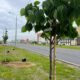 Аллея на Шекснинском проспекте 2.06.23