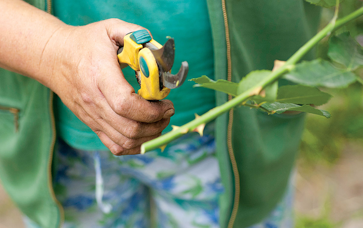 черенкование (1)