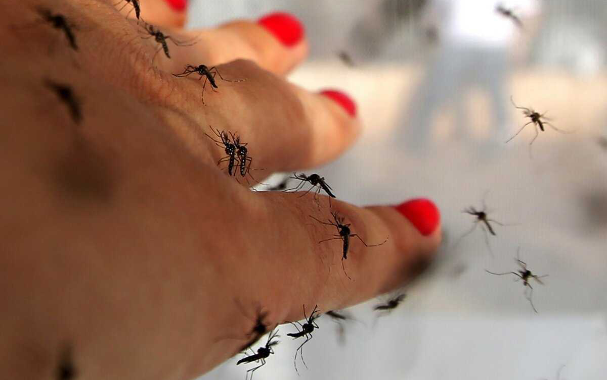комары