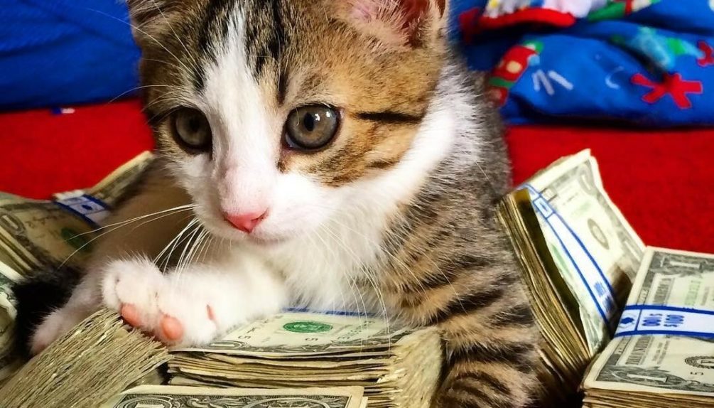 кошка деньги фанарт
