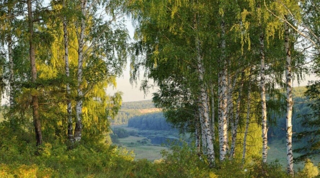 «лес