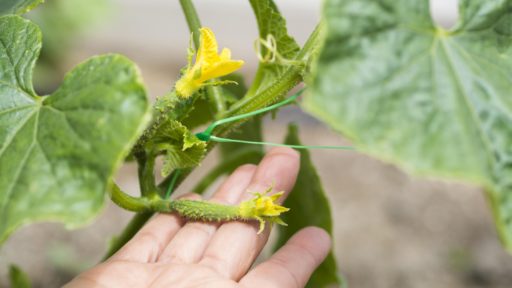 огурец, растение, флипик