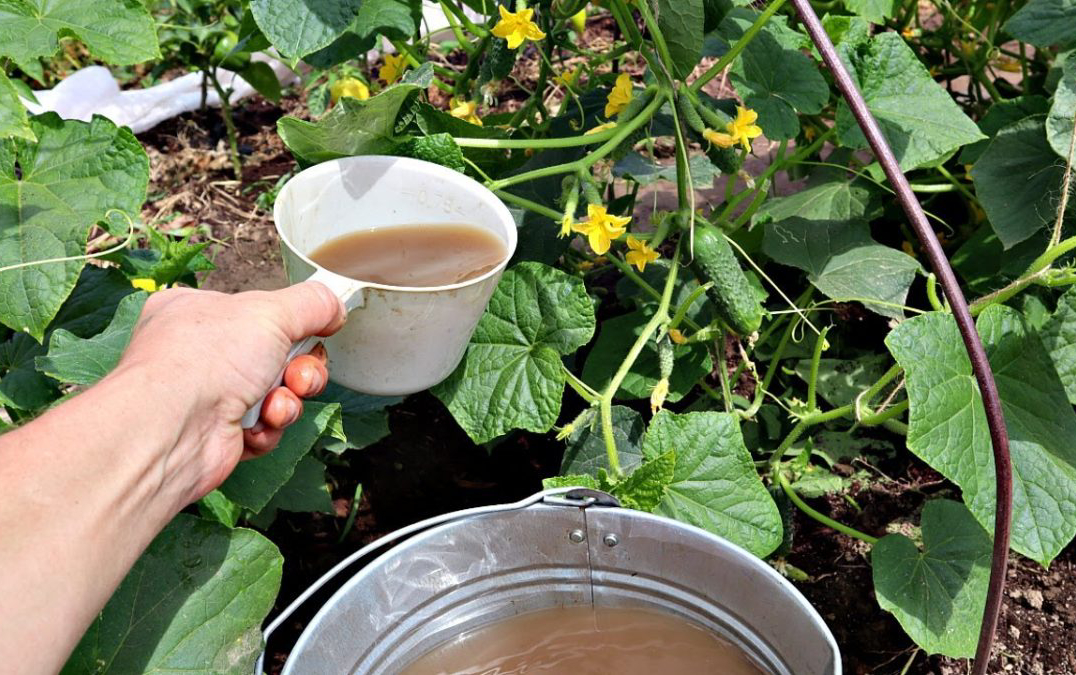 подкормка огурцов (1)