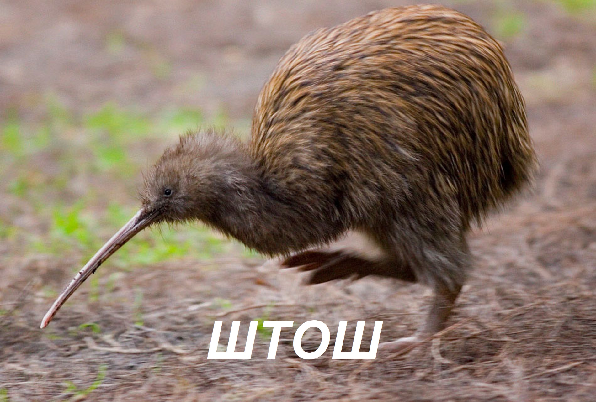 штош киви