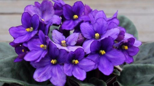 фиалка растение