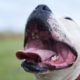 closeup-shot-open-mouth-bull-terrier-sunlight-blurred-scene