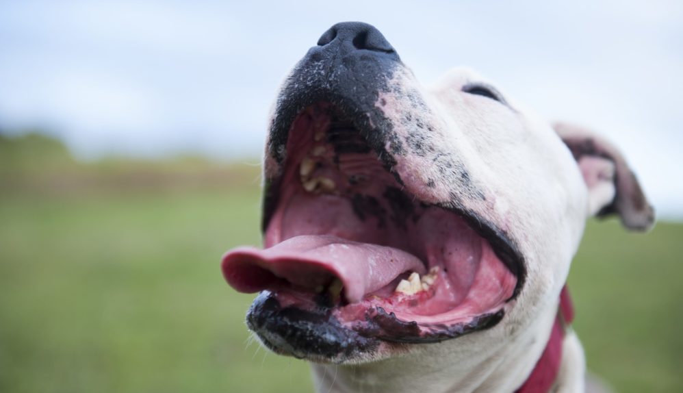 closeup-shot-open-mouth-bull-terrier-sunlight-blurred-scene