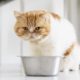 cut-orange-cat-with-bowl