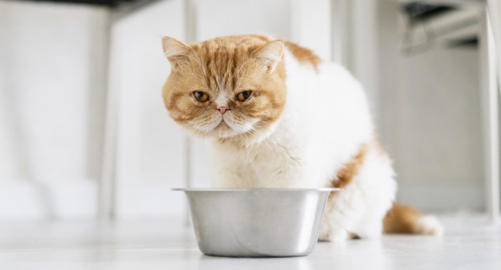 cut-orange-cat-with-bowl