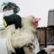 Изъятие кур
