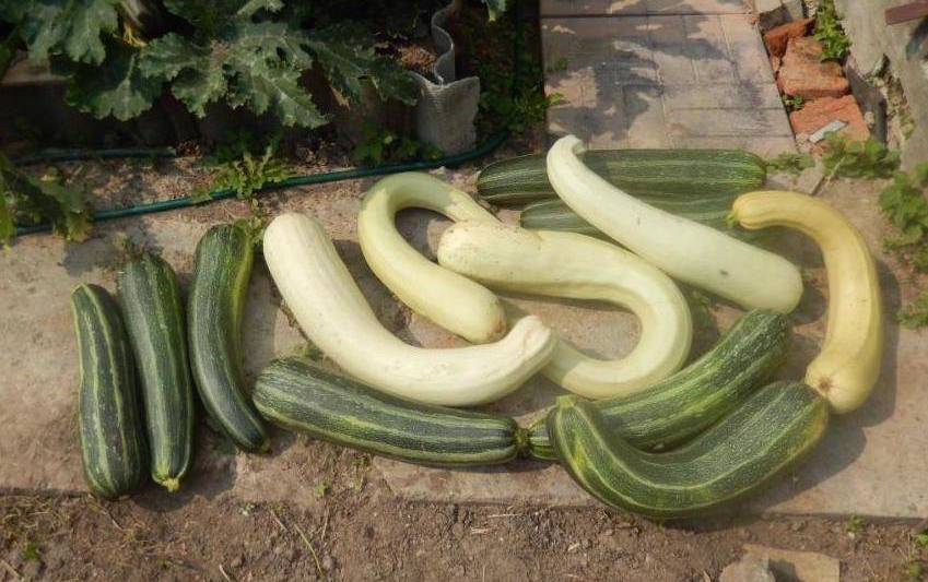 «кабачк»