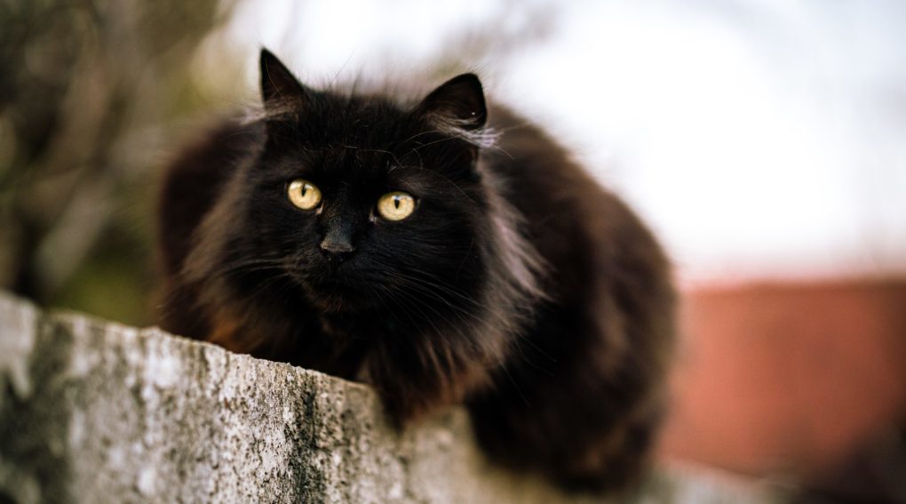 «кошка