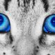 кошка глаза голубые