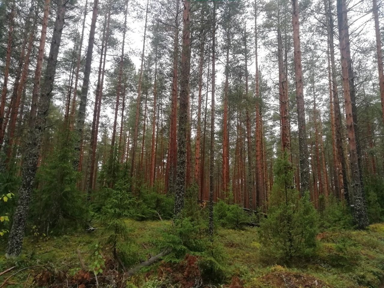 Лес в Кадуйском районе