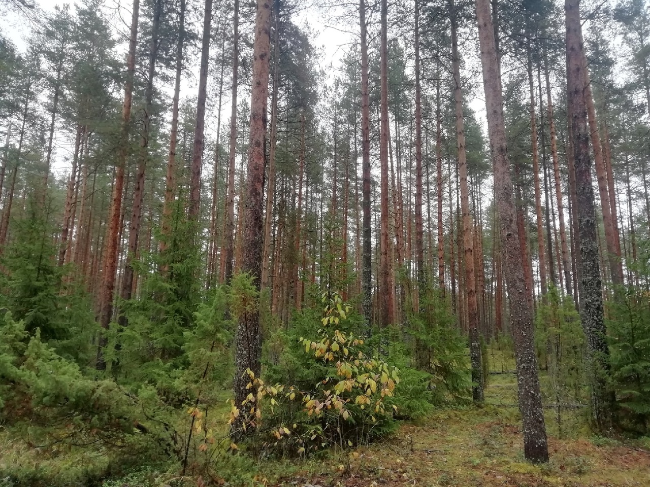 Лес Лес
