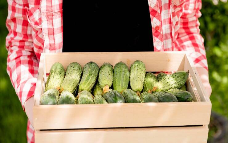 огурцы3 (1)