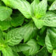 selective-focus-shot-basil-leaves