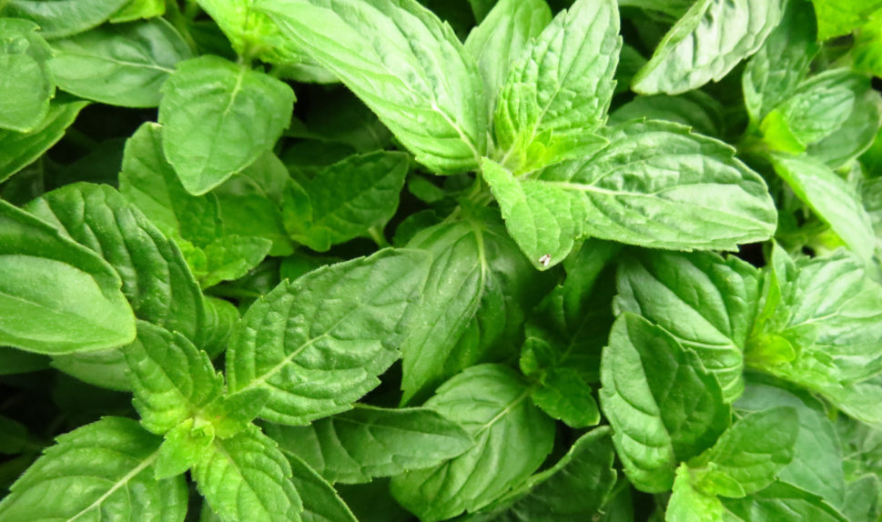 selective-focus-shot-basil-leaves