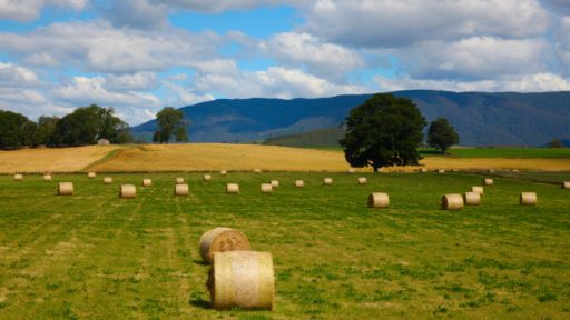 сельское поле