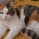 Кошки - одни из самых чистоплотных животных на планете