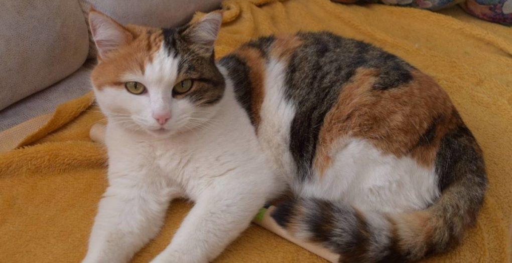 Кошки — одни из самых чистоплотных животных на планете Кошки - одни из самых чистоплотных животных на планете