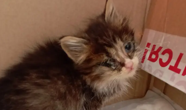 Котёнок Стёпа Котёнок Стёпа