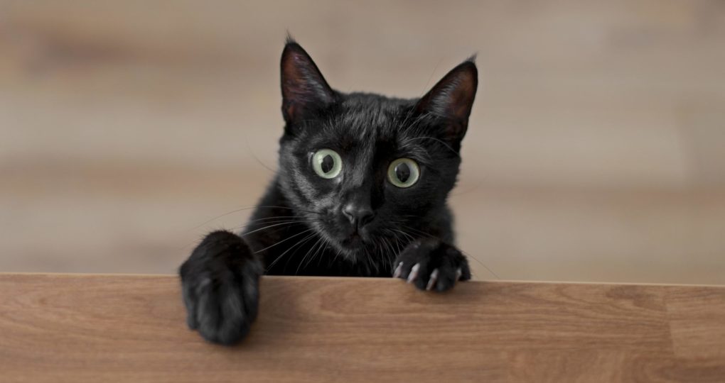 beautiful-cat-portrait-close-up beautiful-cat-portrait-close-up
